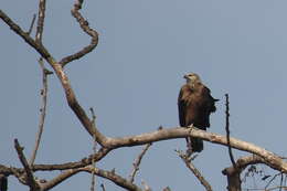 Image of Band-tailed Fish-eagle