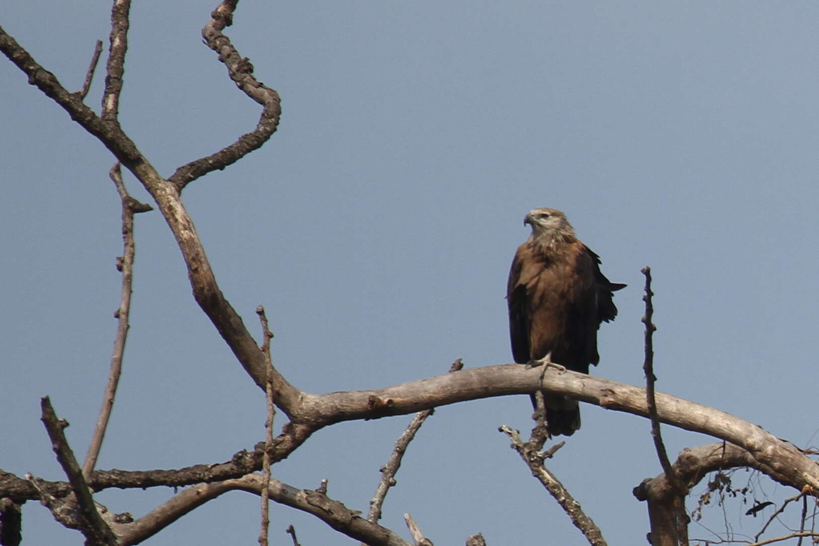 Image of Band-tailed Fish-eagle