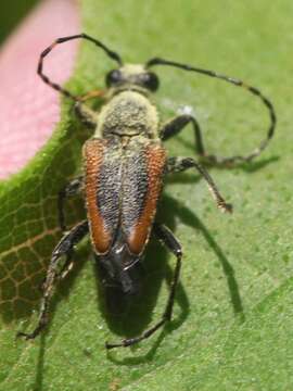 Image of Brachyleptura vagans (Olivier 1795)