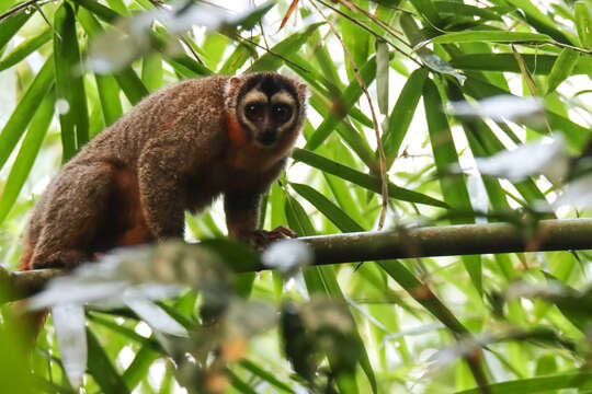 Image of Black-headed Night Monkey