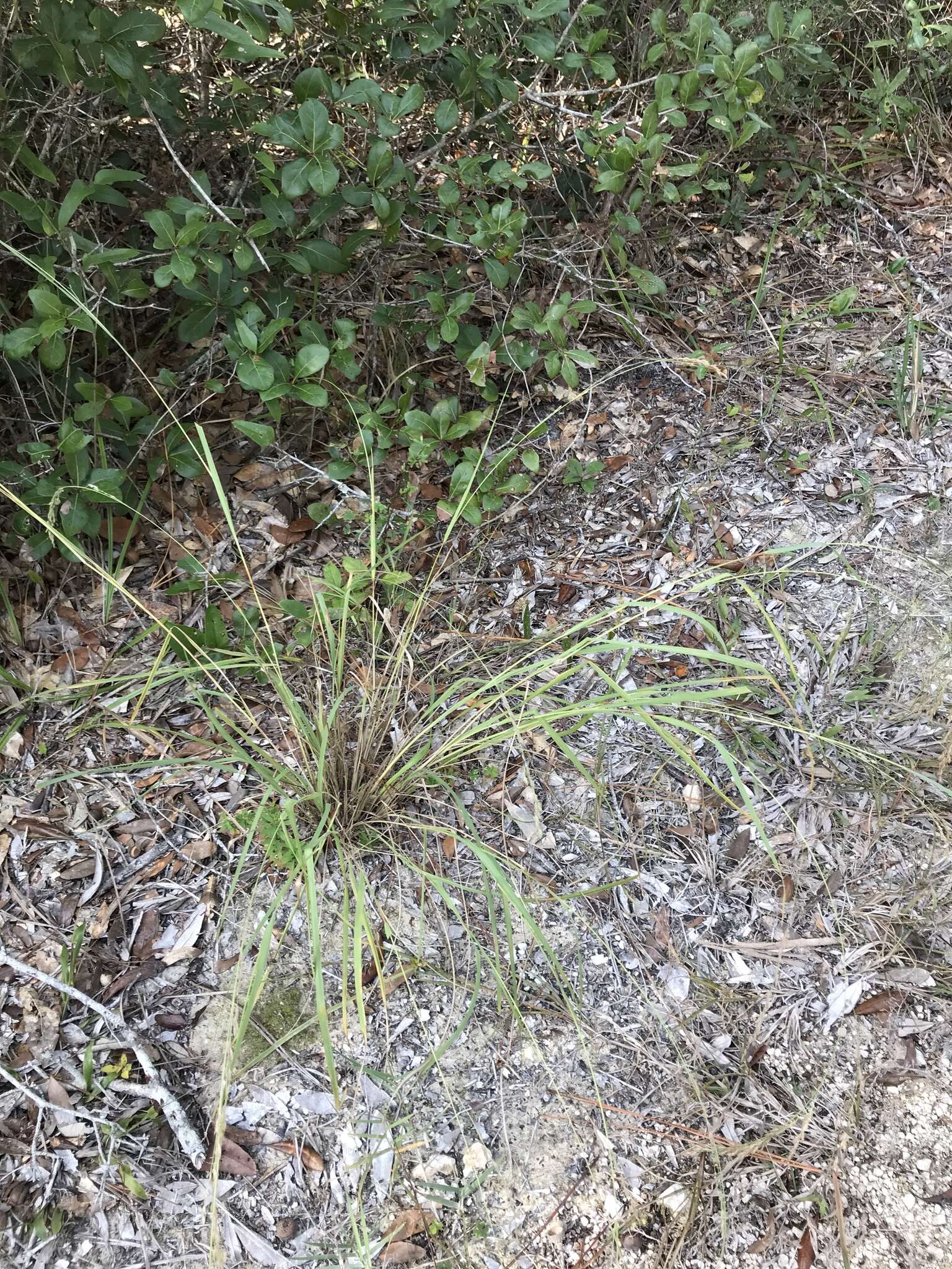 Image of Red Love Grass