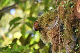 Image of Pacific Tuftedcheek