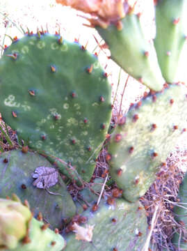 Image of Grassland Pricklypear