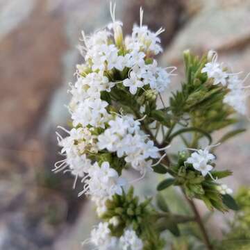 Sivun Stevia lemmonii A. Gray kuva