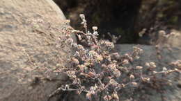 Image of Paronychia microphylla var. arequipensis Chaudhri