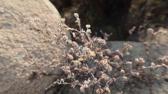 Image of Paronychia microphylla Phil.