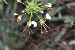 Image of large clammyweed