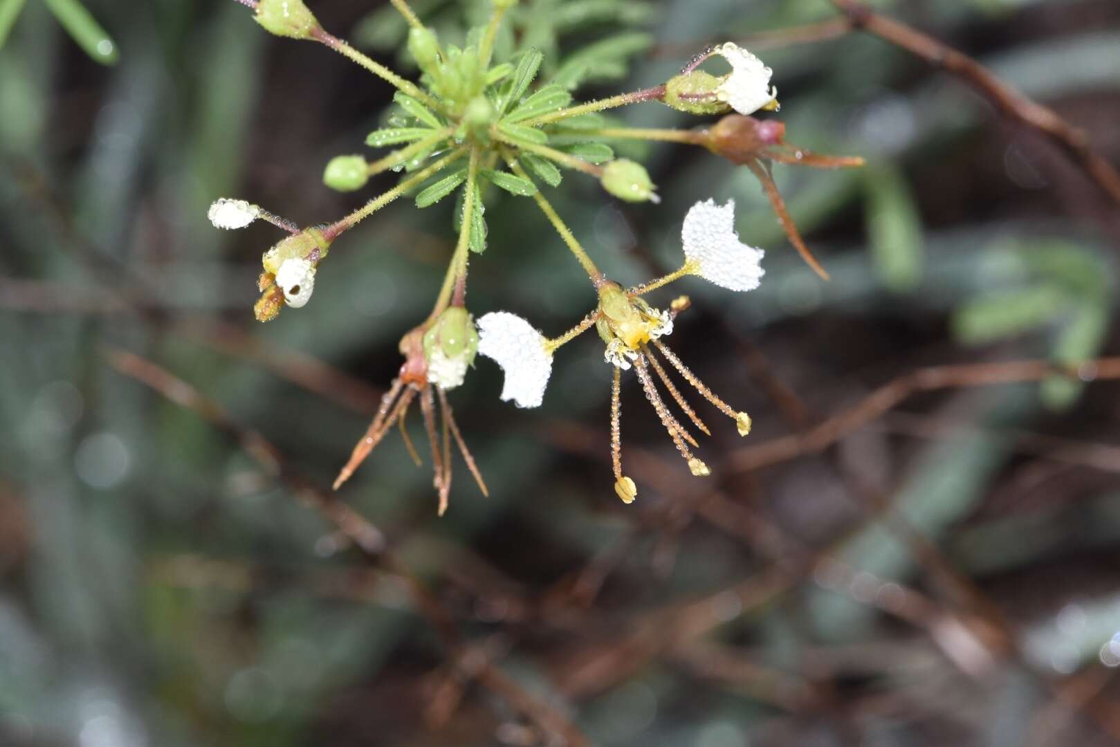 Image of large clammyweed