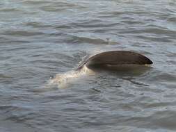 Image of Bronze Whaler