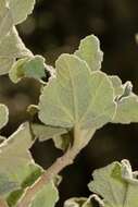 Image of Palmer's bushmallow