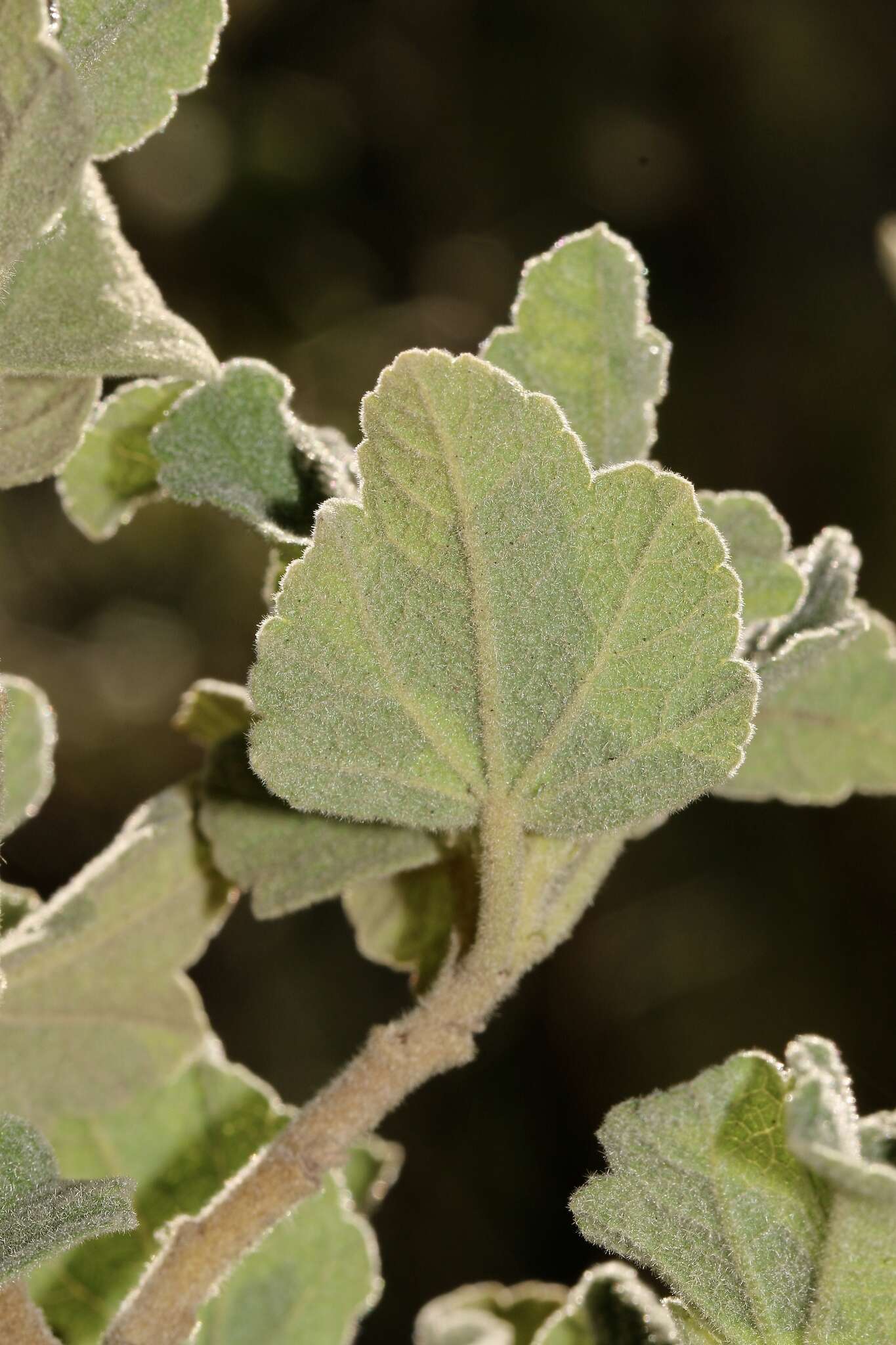 Imagem de Malacothamnus palmeri (S. Wats.) Greene