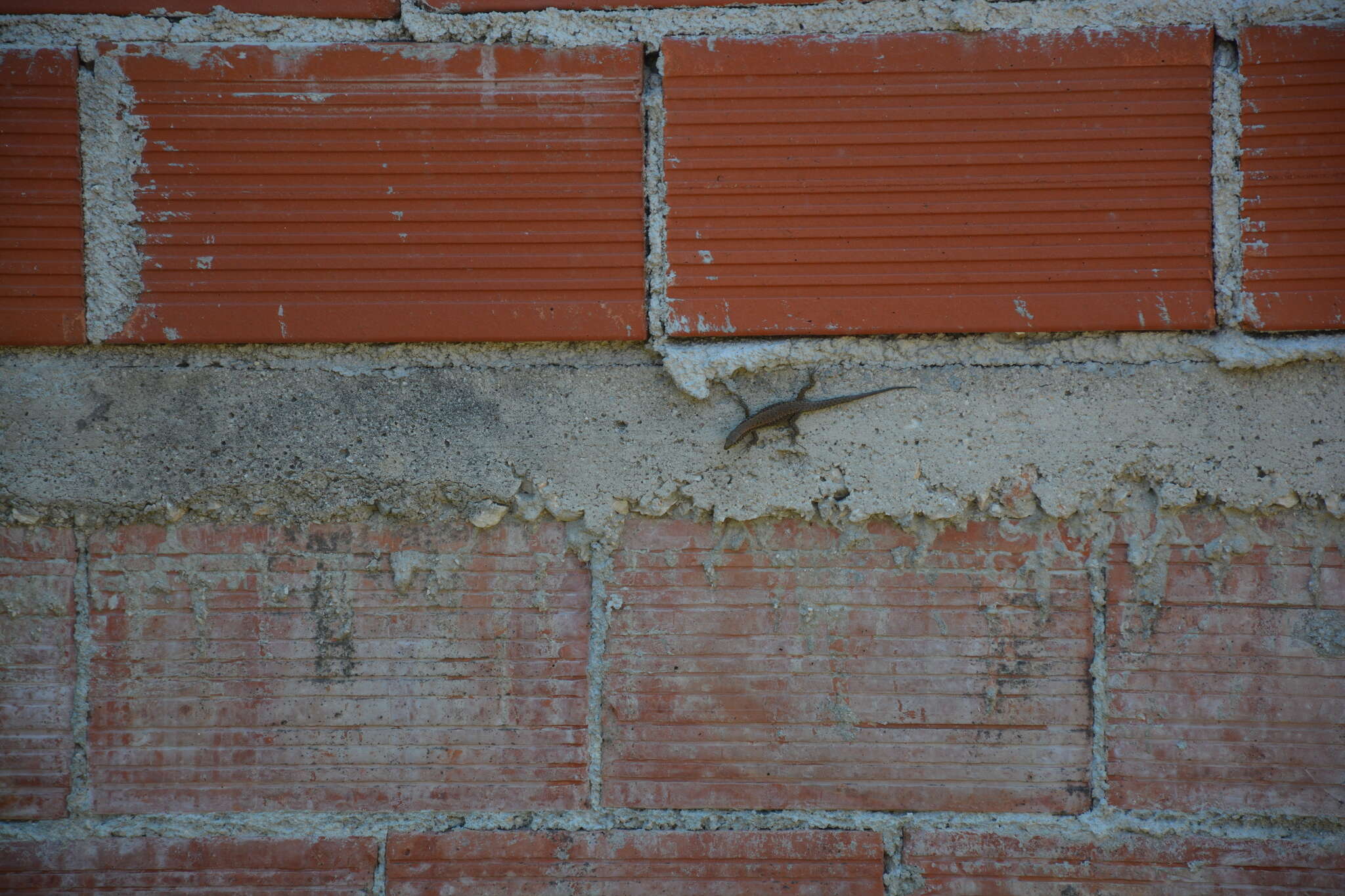 Image of Blue-throated Keeled Lizard