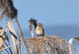 Image of Chestnut-eared Bunting