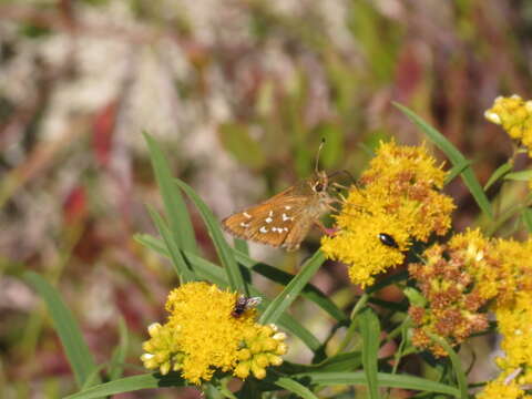 Image of Common Branded Skipper