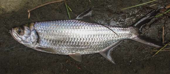 Image of tarpons