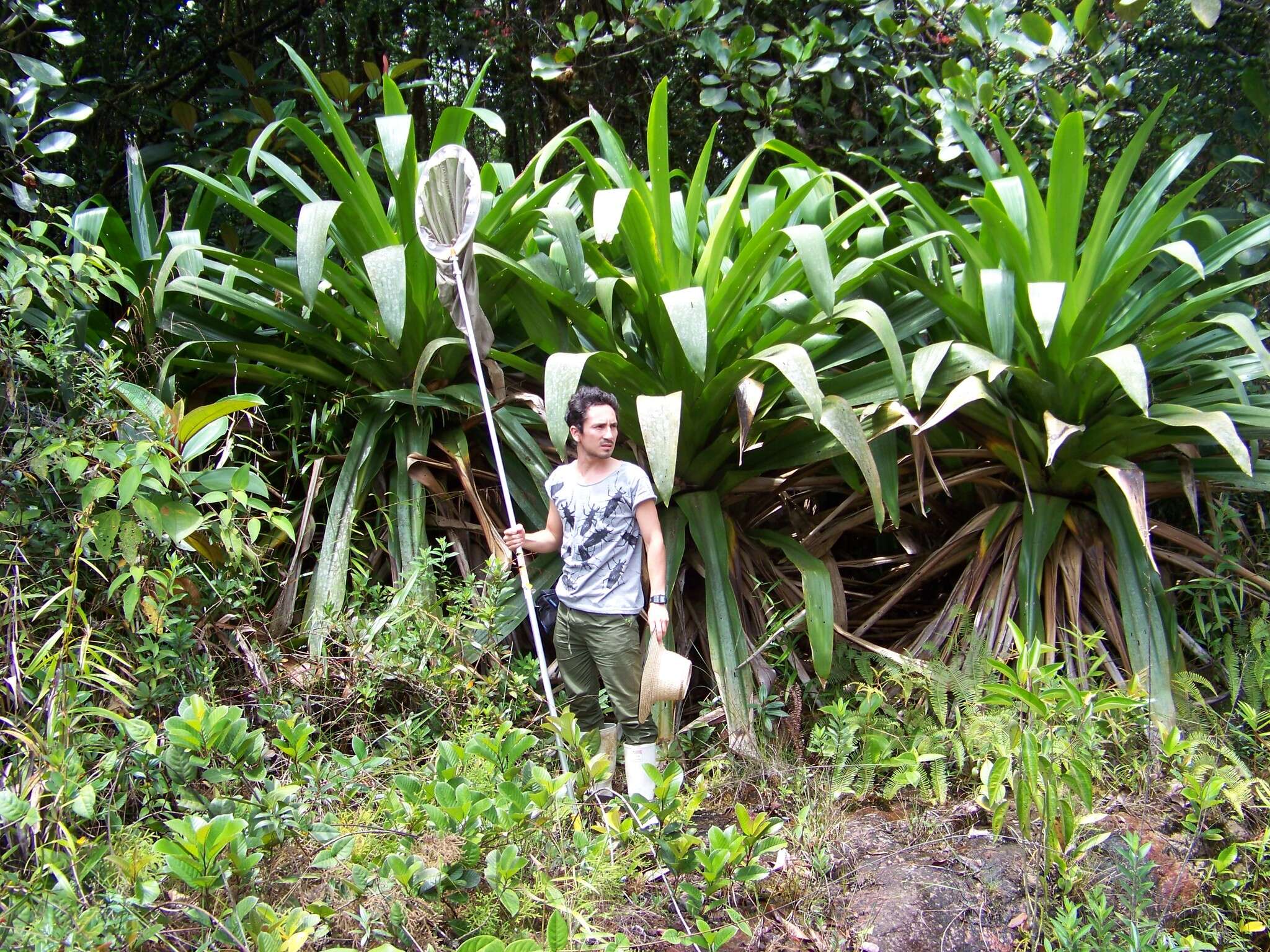 Image of Brocchinia micrantha (Baker) Mez