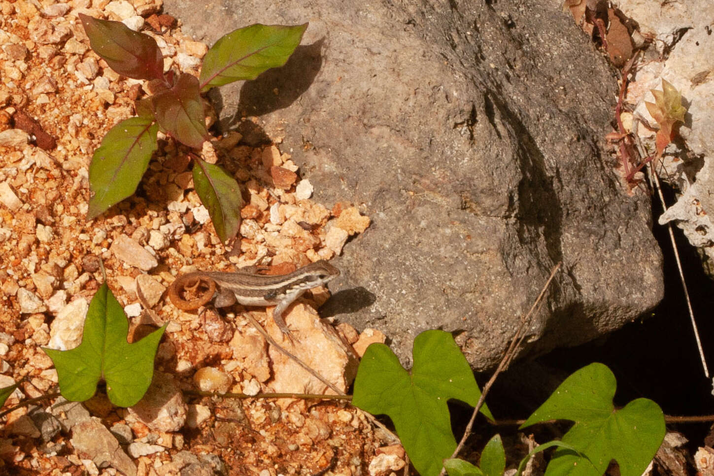 Image of Santo Domingo Curlytail Lizard