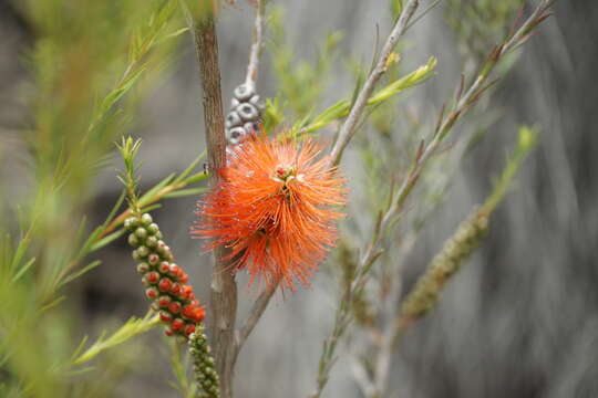 Image de Melaleuca lateritia Otto & Dietr.