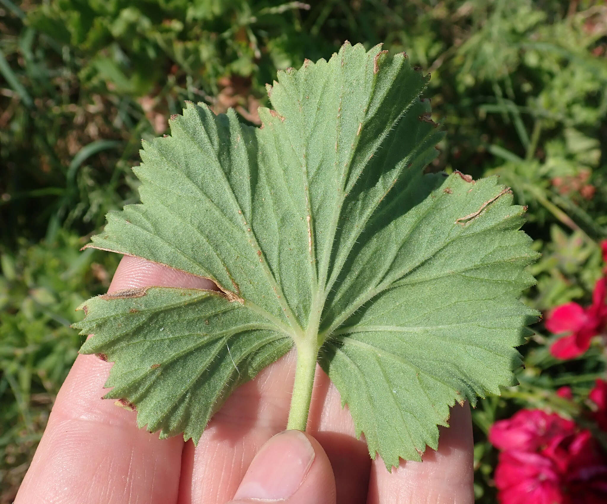 Image of regal pelargonium