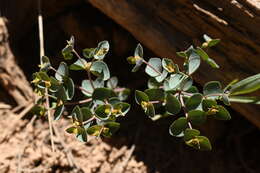 Image de Euphorbia brachycera Engelm.