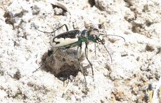 Image of Cicindela (Cicindela) parowana platti Cazier 1937