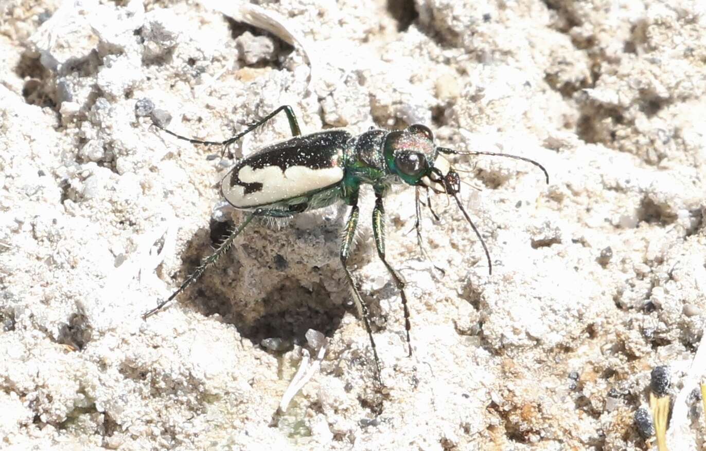 Image of Cicindela (Cicindela) parowana platti Cazier 1937