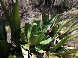 Image of Agave scaposa Gentry