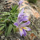 Image of Babiana mucronata subsp. minor (G. J. Lewis) Goldblatt & J. C. Manning