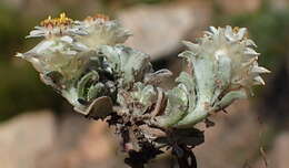 Image de Helichrysum altigenum Schltr. & Moeser