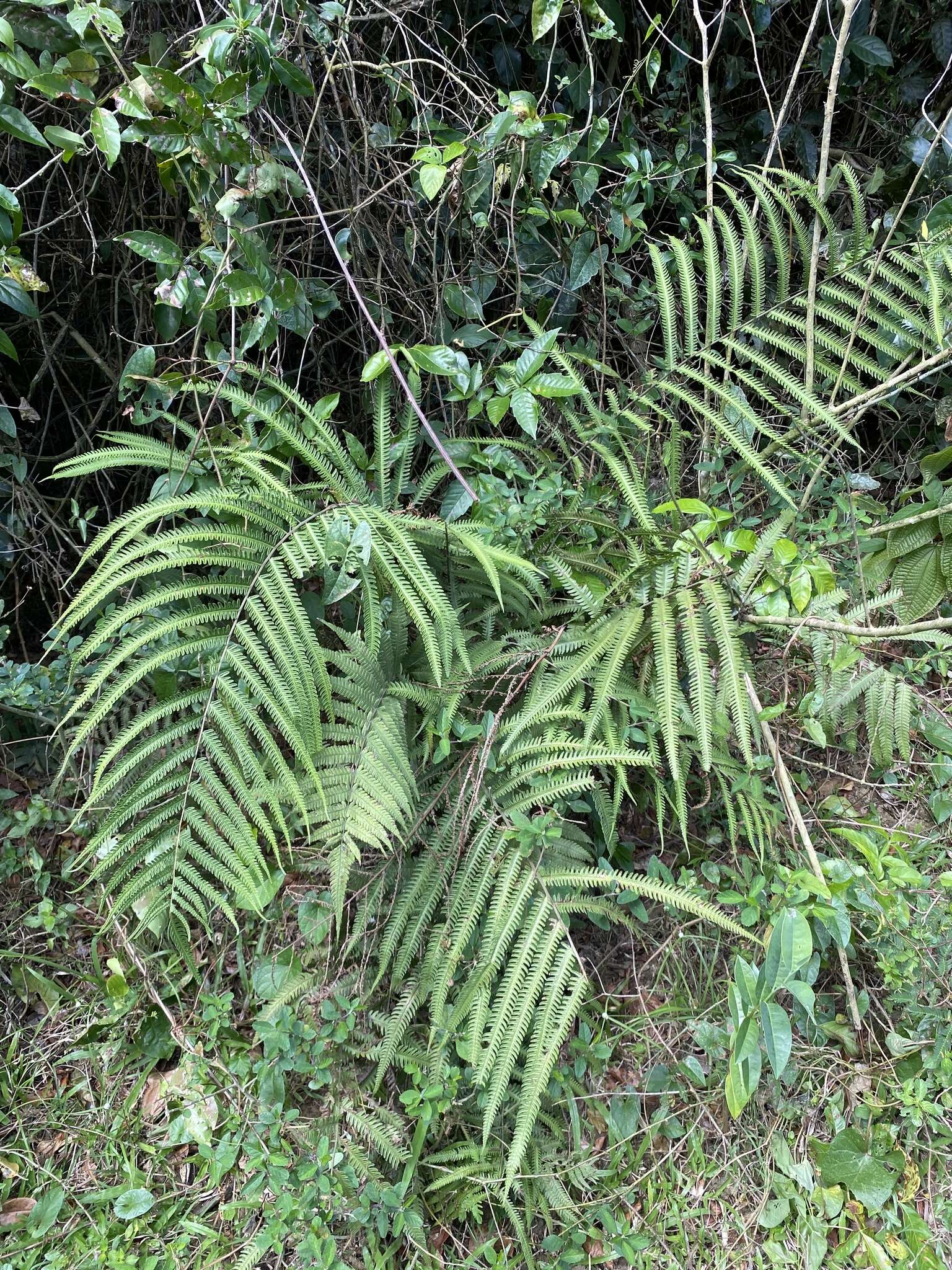 Image of Jeweled Maiden Fern