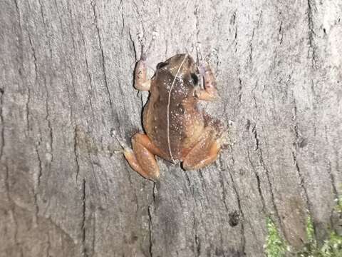 Image of Bogota Robber Frog