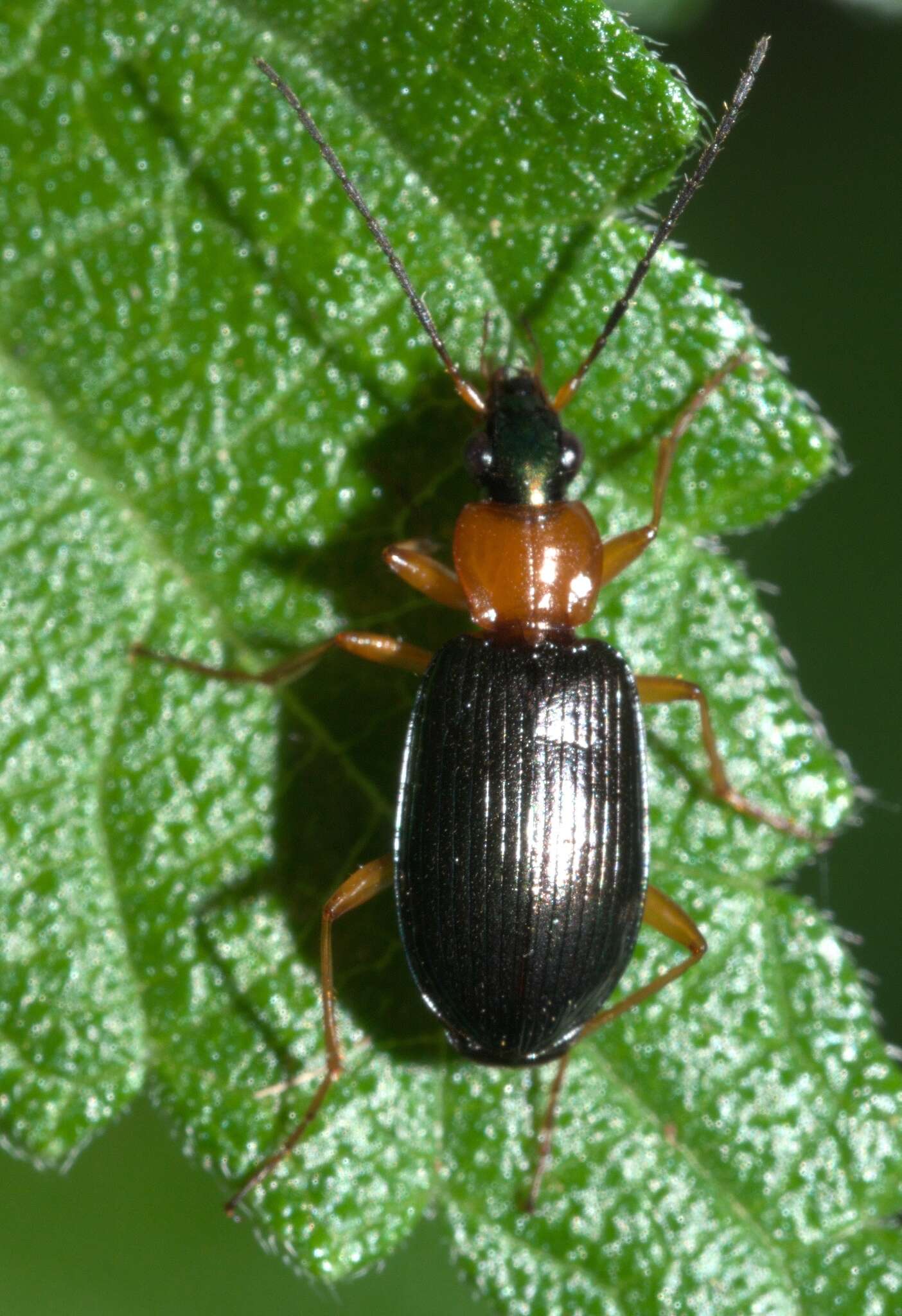 Image of Agonum (Olisares) decorum (Say 1823)