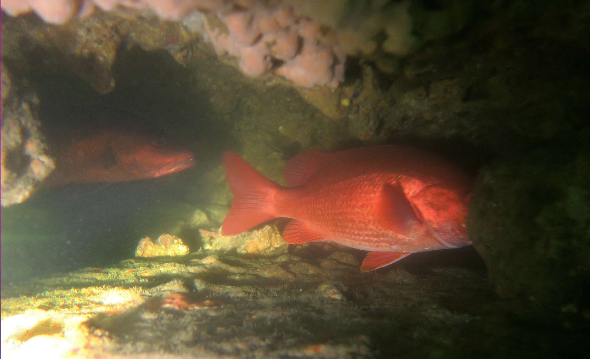 Image of African Brown Snapper