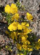 Hibbertia lepidocalyx subsp. tuberculata J. R. Wheeler resmi