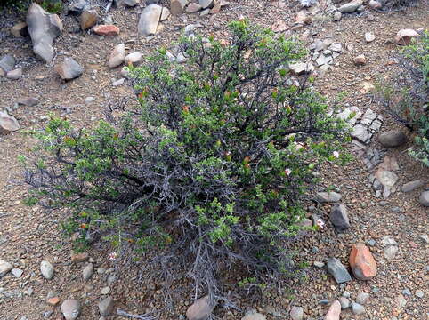 Image of Pteronia adenocarpa Harv.