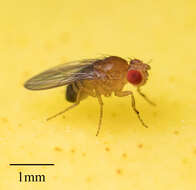 Image of fruit fly