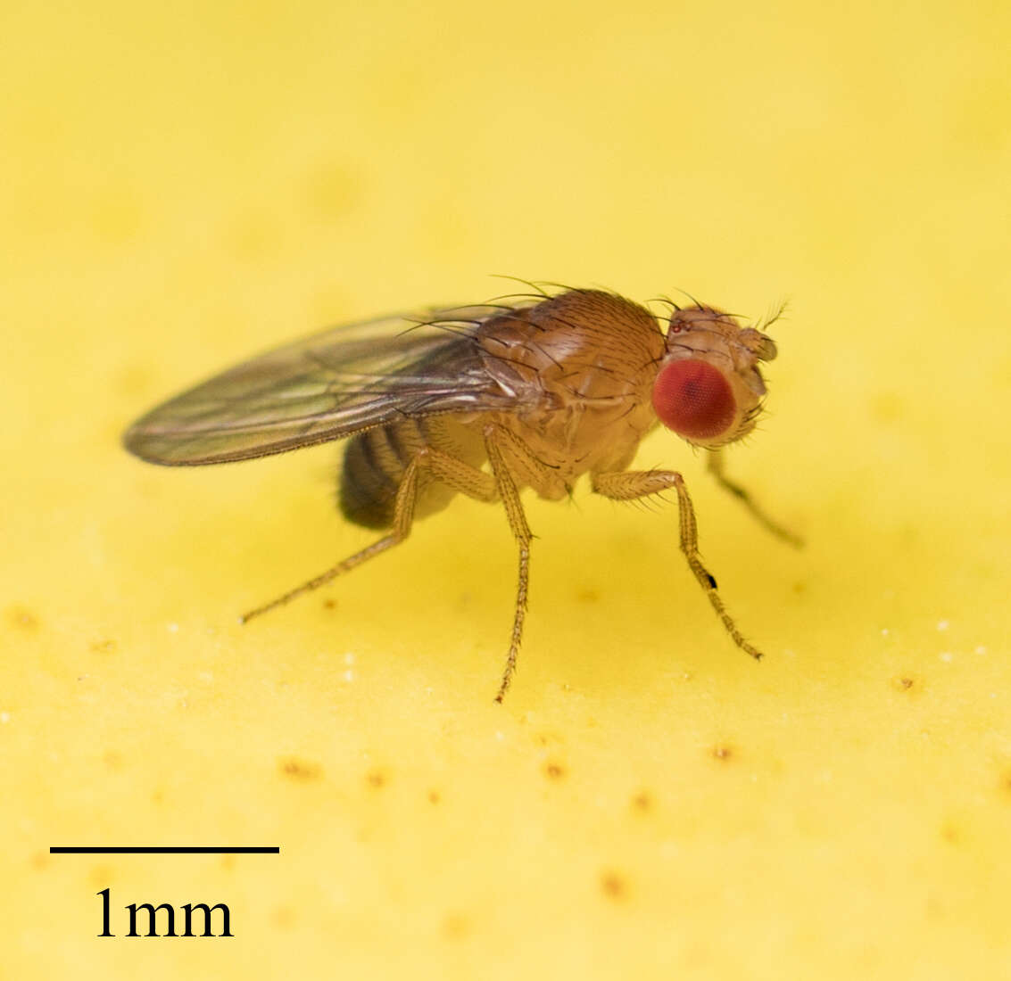 Image of fruit fly