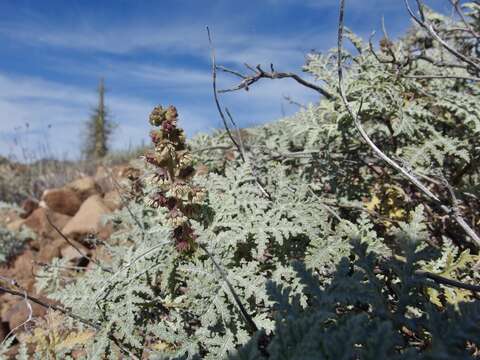 Image of Ambrosia camphorata (Greene) Payne