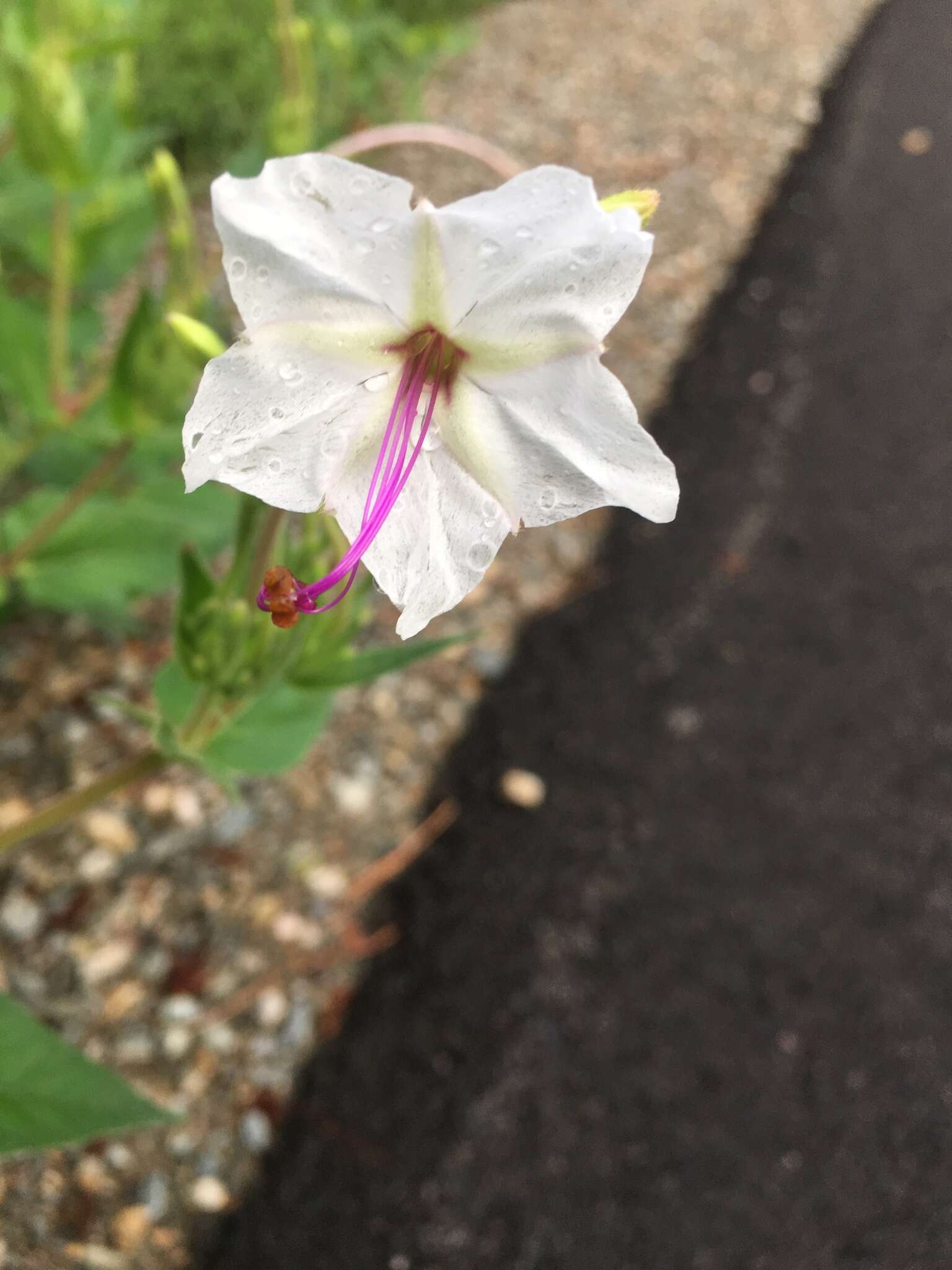 长筒紫茉莉的圖片