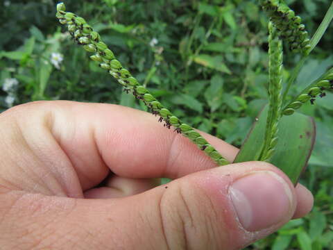 Image of Hairy-Seed Crown Grass