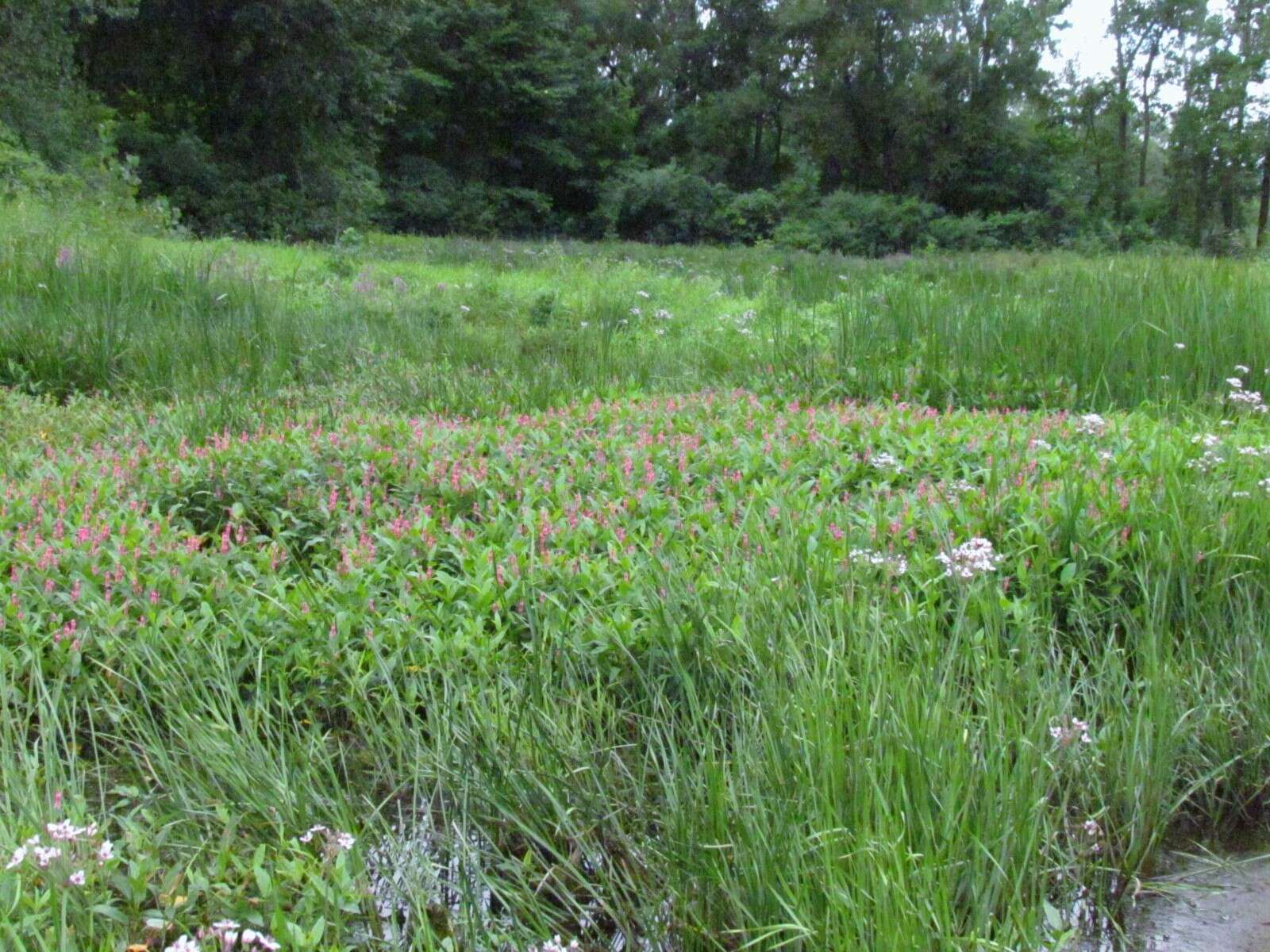 Sivun Persicaria amphibia var. emersa (Michx.) J. C. Hickman kuva