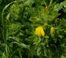 Ononis pubescens L.的圖片