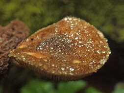 Image of Pluteus umbrosus (Pers.) P. Kumm. 1871