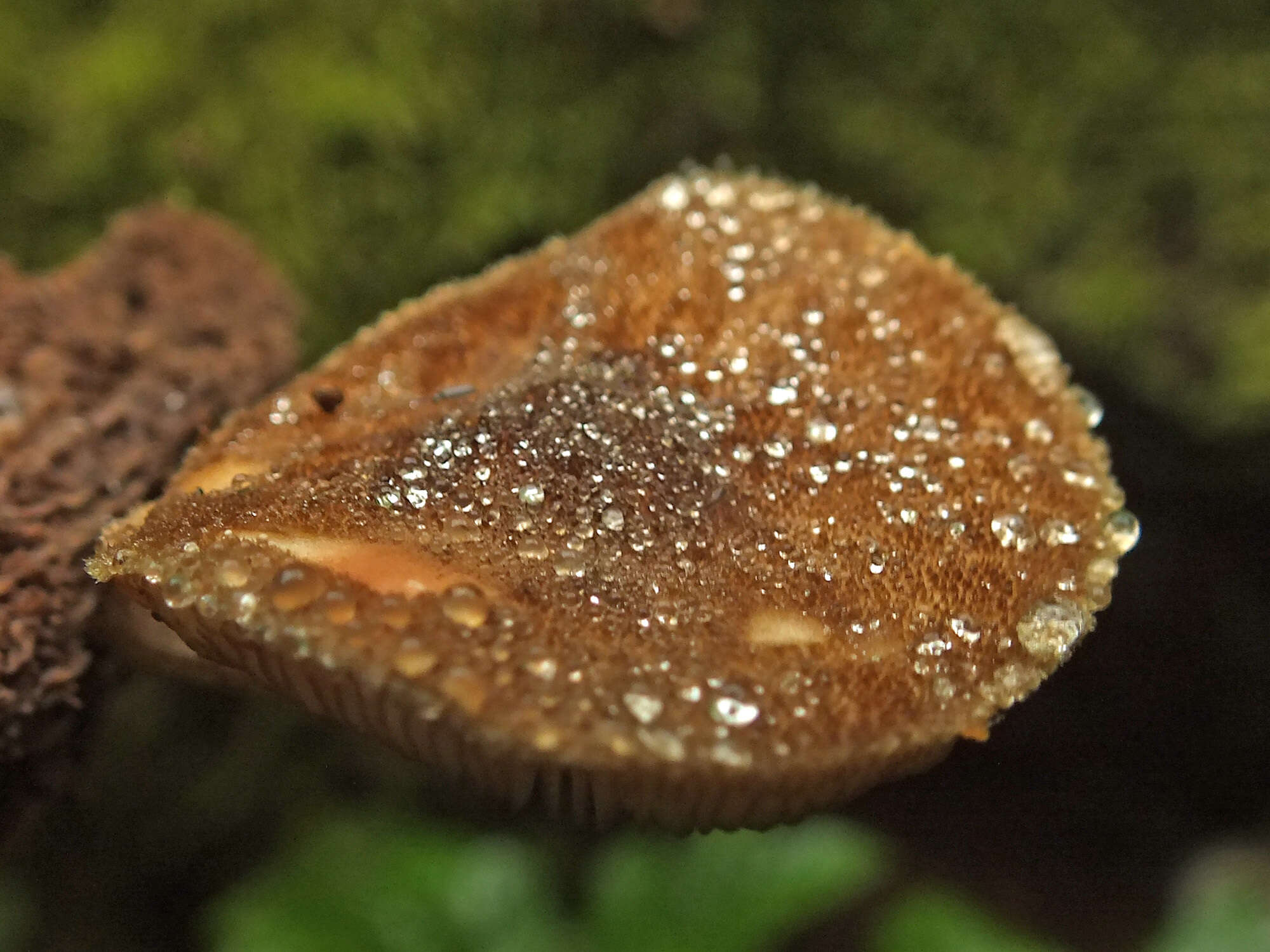 Pluteus umbrosus (Pers.) P. Kumm. 1871 resmi