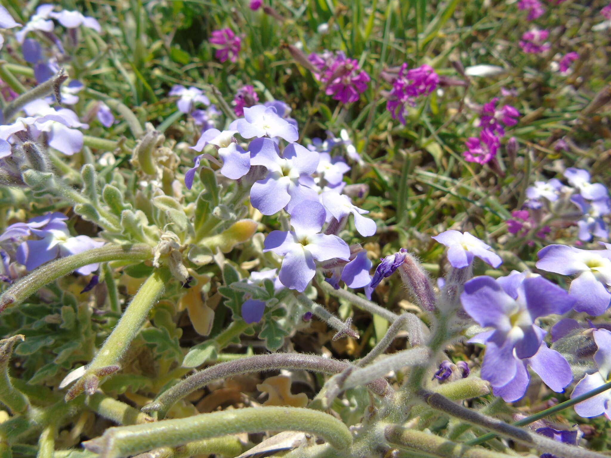 Image of Matthiola tricuspidata (L.) W. T. Aiton