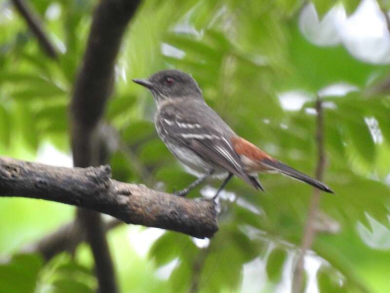 Image of Brazilian Black-tyrant