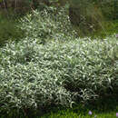 Sivun Persicaria lapathifolia var. lanigera (R. Br.) Chantar. & Tubtimtong kuva