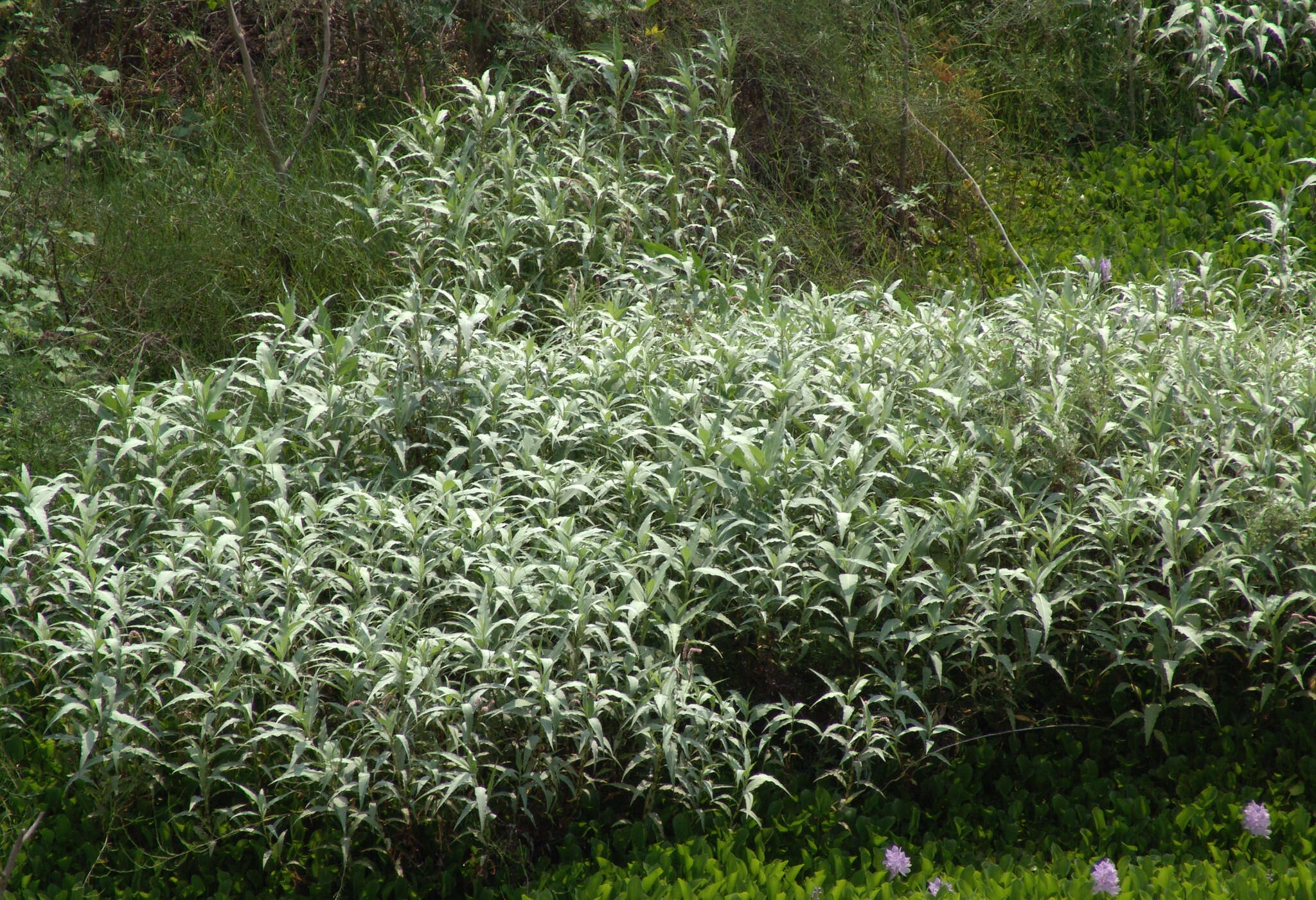 Image of Persicaria lapathifolia var. lanigera (R. Br.) Chantar. & Tubtimtong