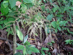 Image de Adiantum polyphyllum Willd.