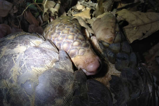 Image de Manis pentadactyla pentadactyla Linnaeus 1758